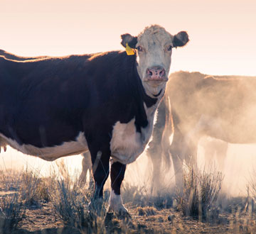 livestock-butchery